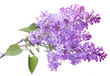 Lilac flowers, isolated on a white background. Lilac flowers, isolated on a white background.