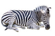 the Zebra the Zebra