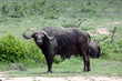 Cape Buffalo Bull