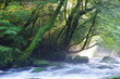 原生林と渓流と光芒　Virgin forest and shaft beam of light