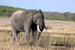 Bull Elephant