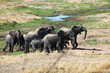 Elephants