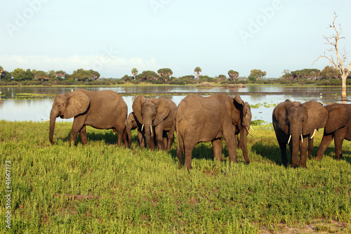Foto: Elephants by the Lake Elephants by the Lake