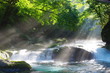 原生林と渓流と光芒　Virgin forest and shaft beam of light