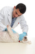 Vet examining dog