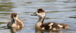 Nilgänse-10502b1