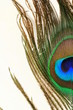 peacock feathers on white background peacock feathers on white background