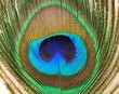 peacock feathers on white background peacock feathers on white background