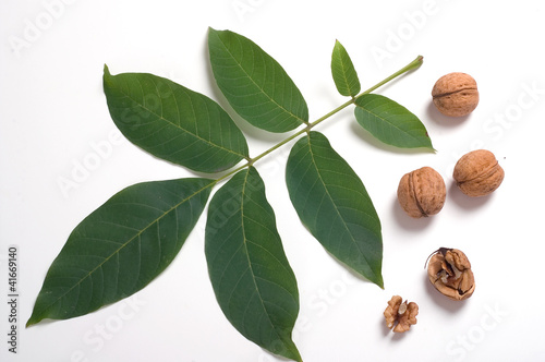 Photo: Walnuts & leaf Walnuts & leaf