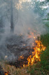 Fire  forest