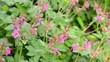Geranium mit Hummel im Naturgarten Geranium mit Hummel im Naturgarten