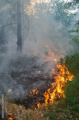 Photo: Fire forest Fire forest