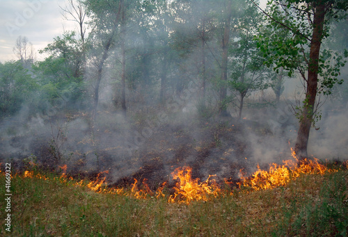 Photo: Fire burning in a pine forest Fire burning in a pine forest