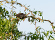 Moineau dans les branches