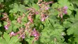 Geranium im Halbschatten unter Laubbaum Geranium im Halbschatten unter Laubbaum