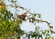 Moineau dans les branches