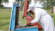 Beekeeper working in apiary Beekeeper working in apiary