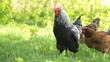 portrait of a colorful rooster portrait of a colorful rooster