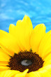 Close-up of sunflower Close-up of sunflower
