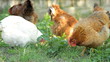 Portrait chickens Portrait chickens