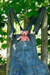 Teddybär in der Hosentasche