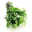 Woodruff