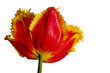 tulipany