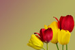 tulipany