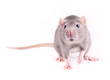 Grey rat isolated