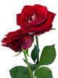 Rose and Romance