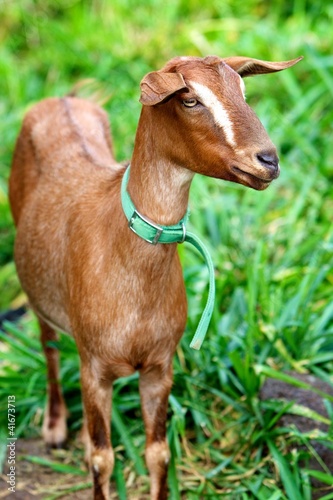 Photo: Goat with a collar Goat with a collar