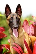 Malinois Portrait