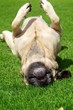 Rolling Mastiff