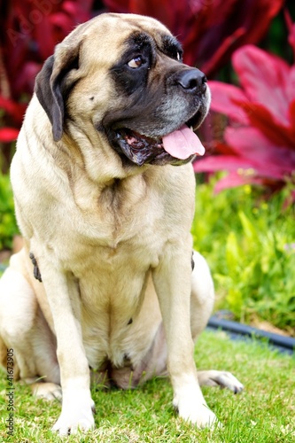 Photo: English Mastiff Sitting English Mastiff Sitting