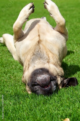 Photo: Rolling Mastiff Rolling Mastiff