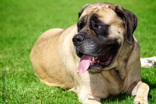 Photo: English Mastiff English Mastiff
