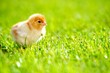 Photo: Tiny Chick Tiny Chick