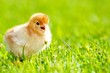 Photo: Chicken Chicken