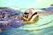 Sea Turtle