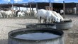 Ewes are competing to drink water Ewes are competing to drink water