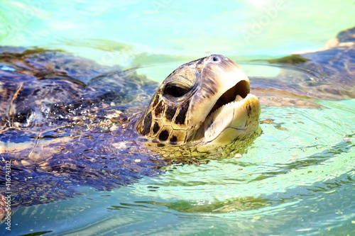 Photo: Sea Turtle Sea Turtle