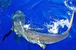Galapagos Shark