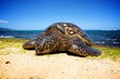 Sea Turtle on land