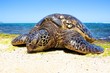 Sea Turtle