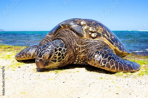Photo: Sea Turtle Sea Turtle