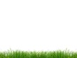 Photo: Grass Grass
