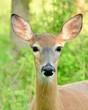 Whitetail Deer Doe