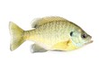 Sunfish
