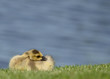 Canada Goose Gosling