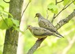 Mourning doves